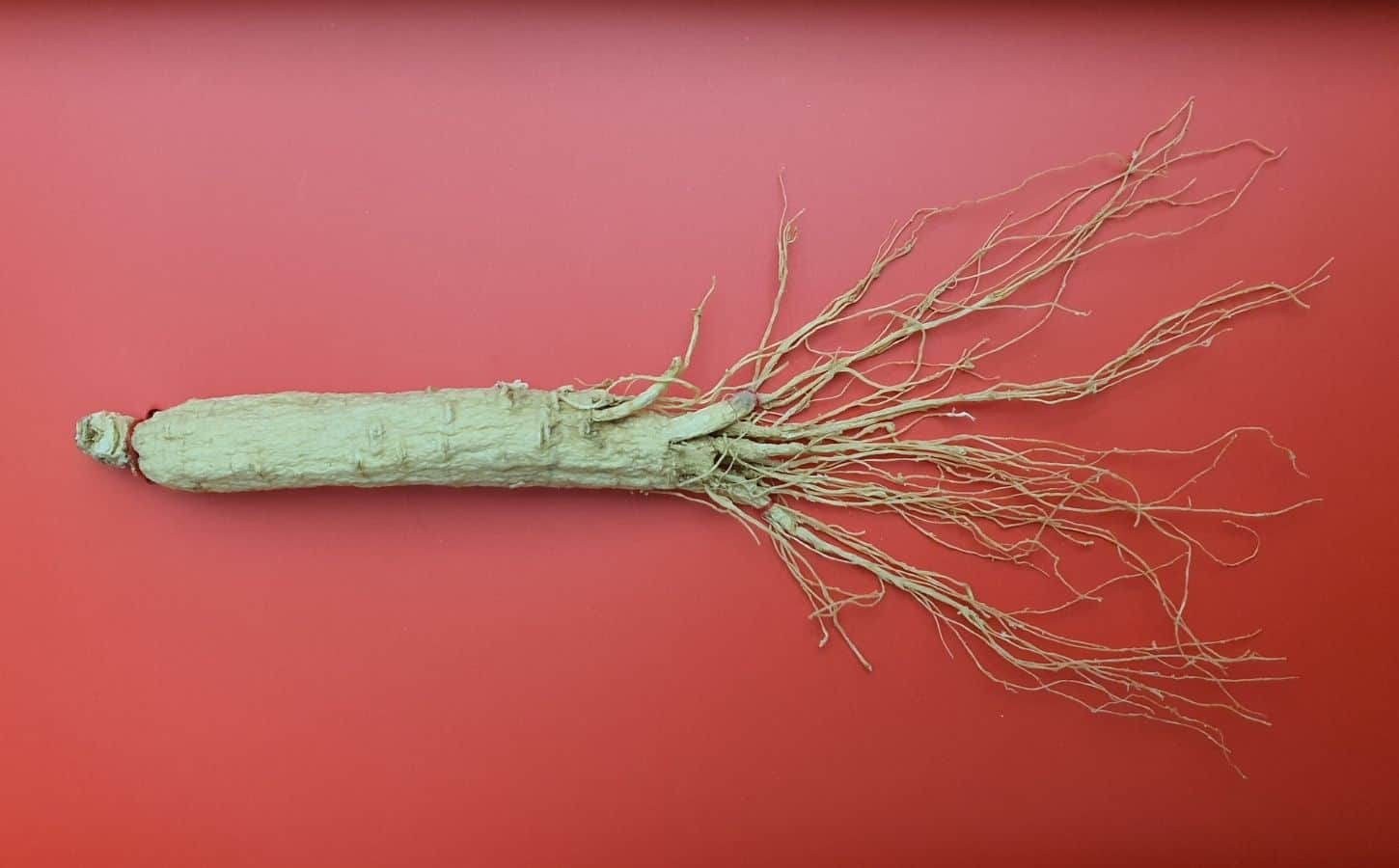 Korea Ginseng