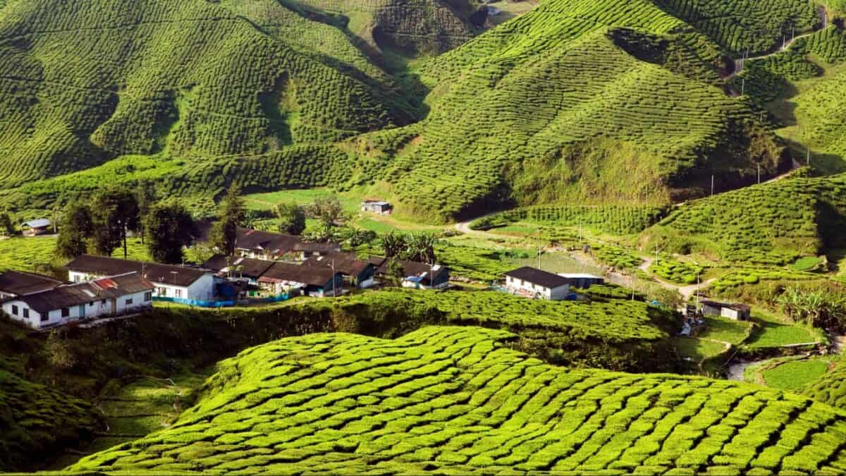 Cameron Highlands Pahang