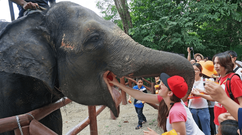 Kuala Gandah Elephant Sanctuary Pahang