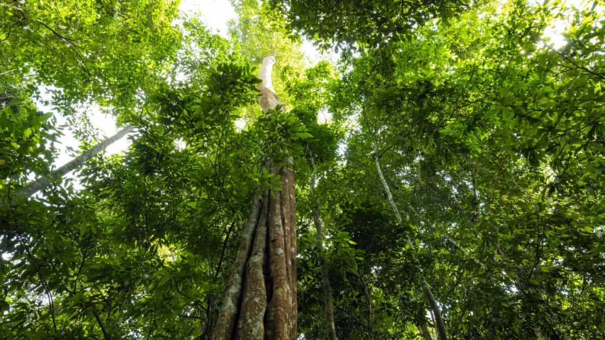 Taman Negara Pahang