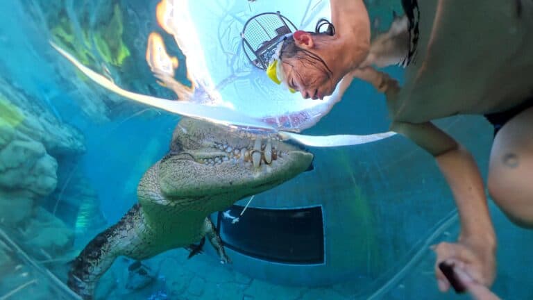 鱷魚近距離拍攝！insta360 x5記錄生死1秒瞬間